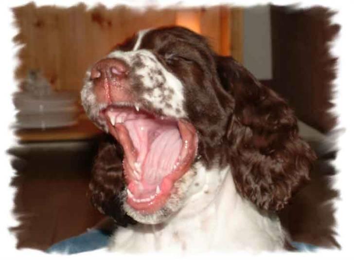 Engelsk springer spaniel Monty billede 4