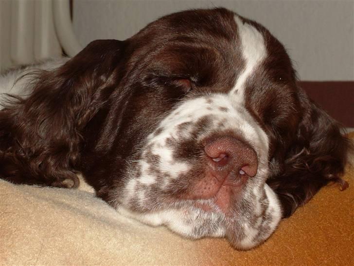 Engelsk springer spaniel Monty billede 5