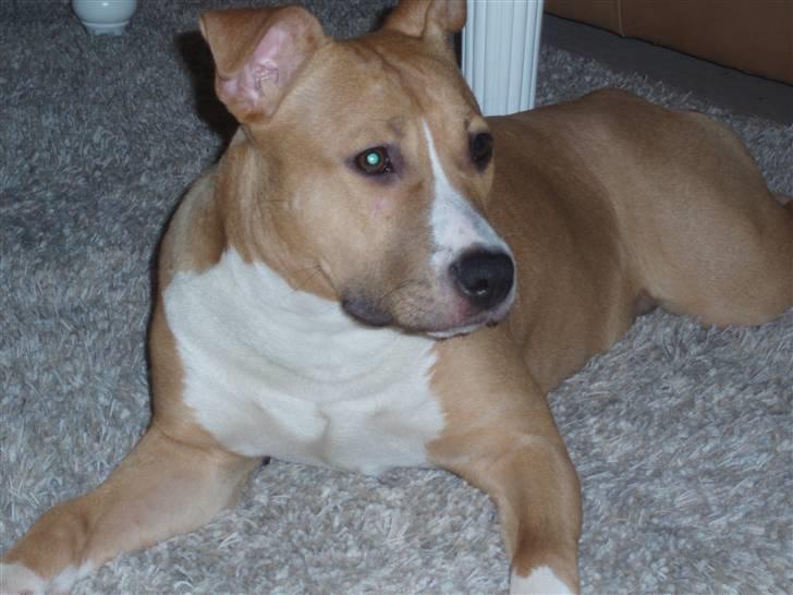 Amerikansk staffordshire terrier jessie billede 9