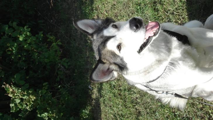 Alaskan malamute Mojo   billede 6