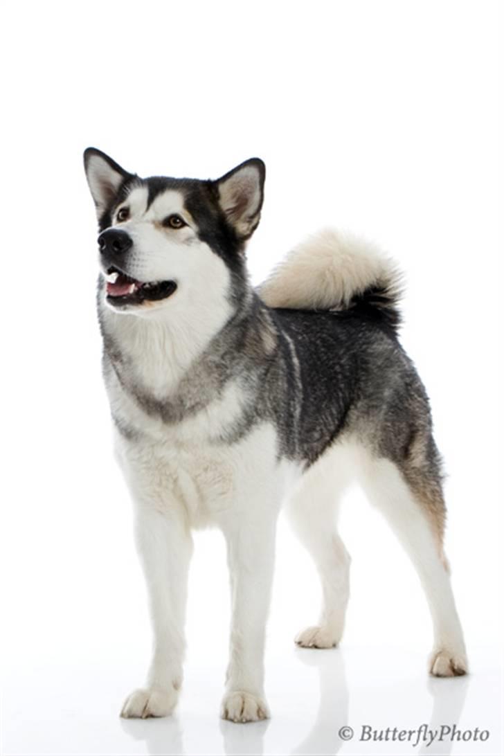 Alaskan malamute Mojo   - vi har hørt man ska stå sådan til udstillinger.. billede 7
