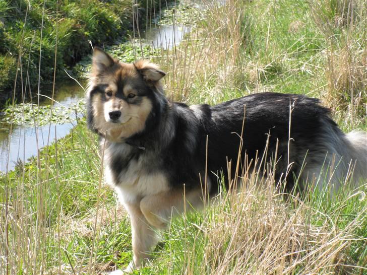 Finsk lapphund Chili billede 1