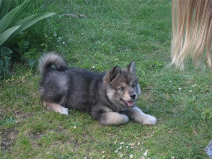 Finsk lapphund Chili - vil du lege med mig billede 2