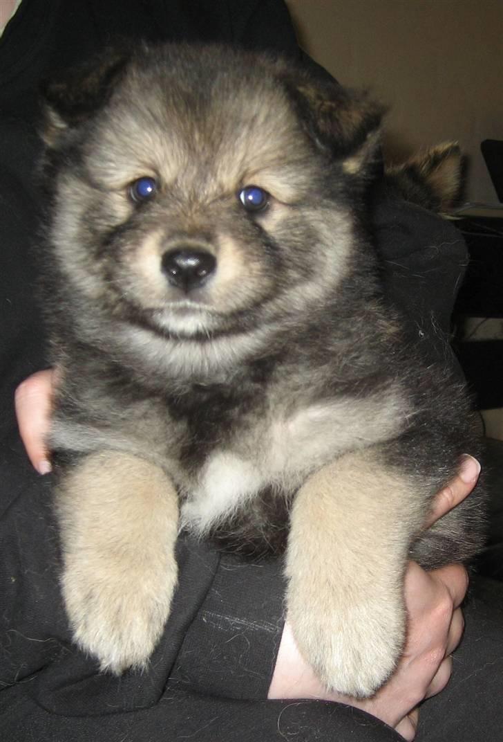 Finsk lapphund Chili - Første gang vi så den dejlige lille uldtot, hos Kennel Lapinlempi billede 3