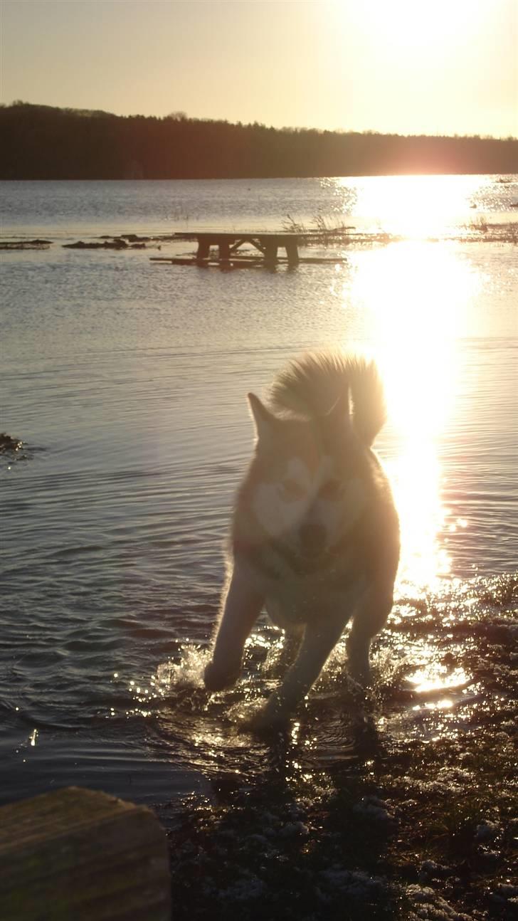 Alaskan malamute Mojo   billede 8
