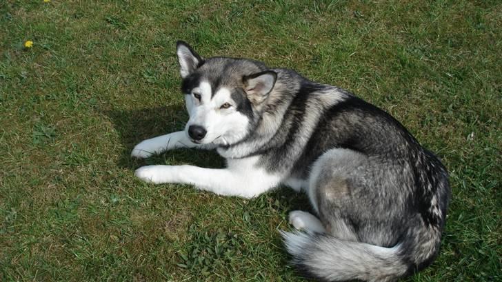 Alaskan malamute Mojo   billede 9