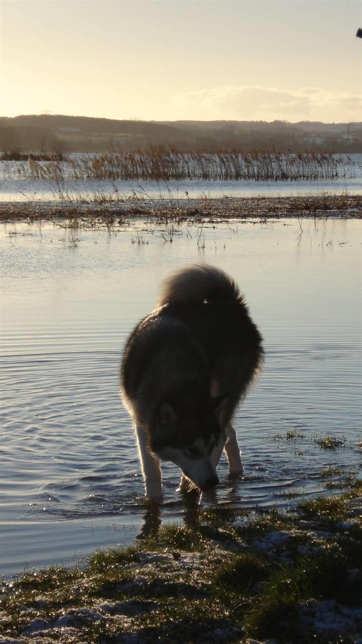Alaskan malamute Mojo   billede 10