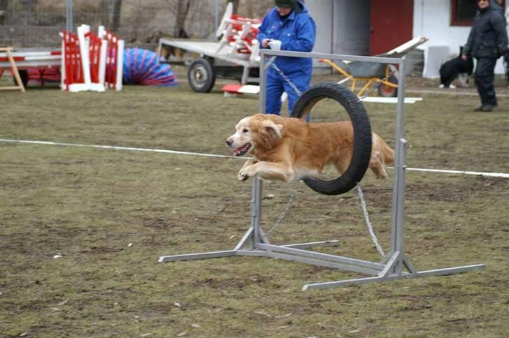Golden retriever Cæsar 19/11-08 R.i.P - Jago agiliti stævne marts 2006 billede 5