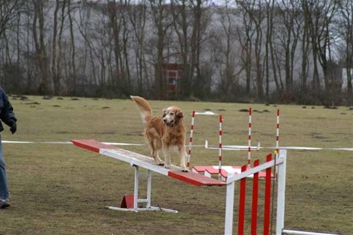 Golden retriever Cæsar 19/11-08 R.i.P - Jago på balancen billede 6