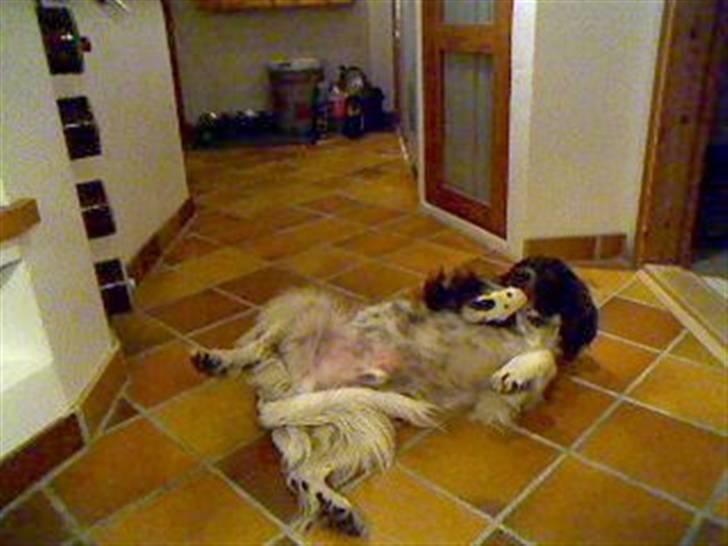 Field spaniel spif<3 ( nye billeder ) - han er ligt dum nogen gange billede 9