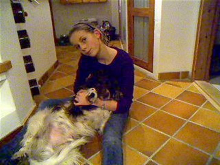 Field spaniel spif<3 ( nye billeder ) - vi leger (: billede 10