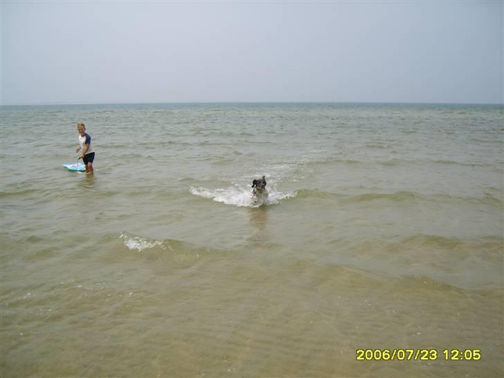 Field spaniel spif<3 ( nye billeder ) - vi er på camping(: billede 11