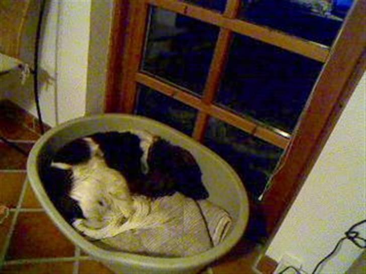 Field spaniel spif<3 ( nye billeder ) - og så er han træt! billede 12