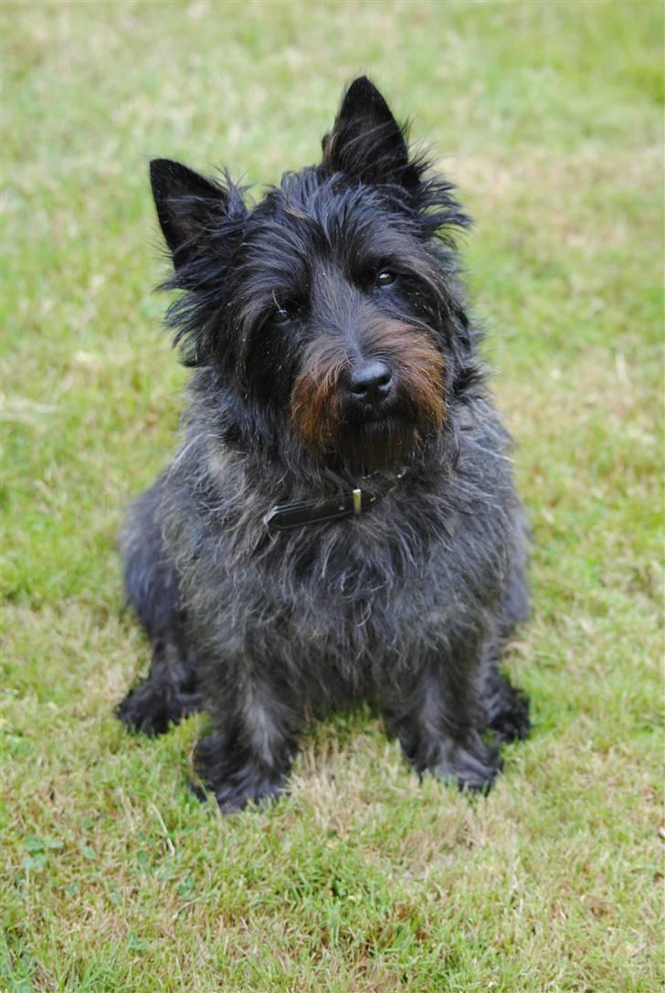 Cairn terrier Nuser billede 1