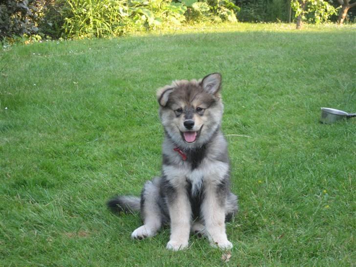 Finsk lapphund Chili - Så er jeg klar :-) billede 4