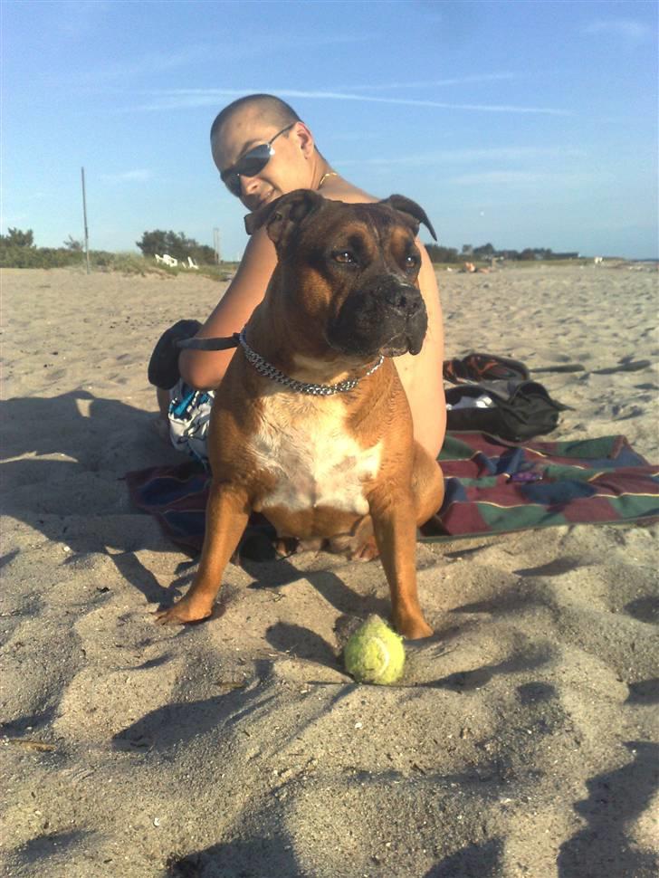 Staffordshire bull terrier Dora (ikk min mere) billede 5