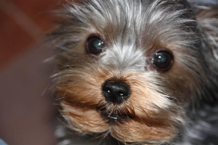 Yorkshire terrier Lille My - 16 mdr billede 1