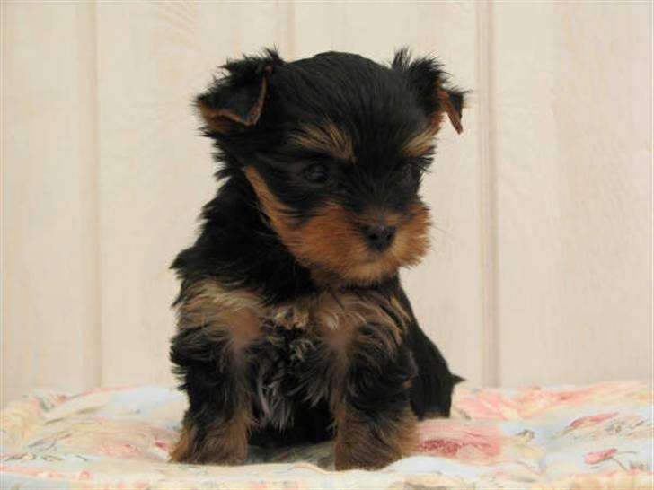 Yorkshire terrier Lille My - En dejlig charmetrold på 7 uger. billede 4