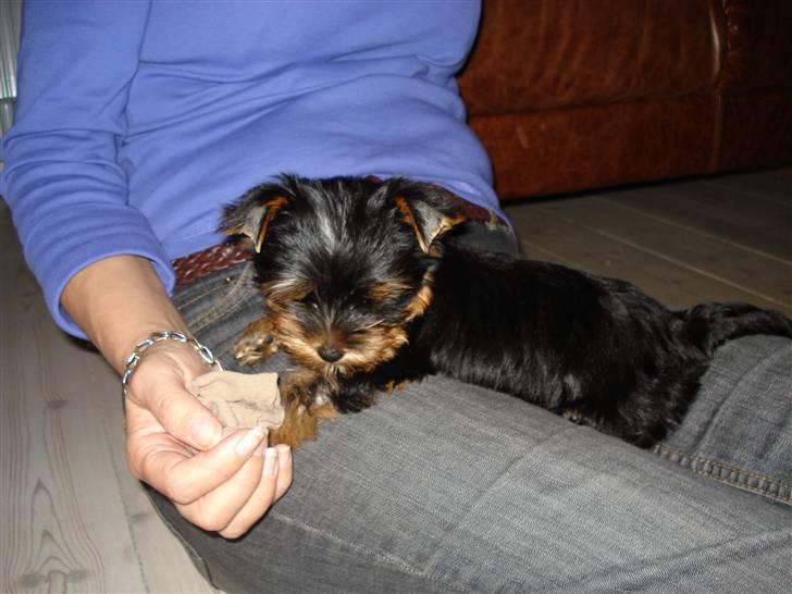 Yorkshire terrier Lille My - ENDELIG! har vi fået vores dejlige lille My hjem. billede 5