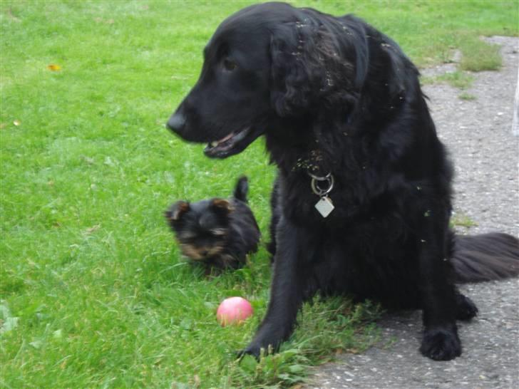 Yorkshire terrier Lille My - My og "storesøster" Nikka på henholdvis 1 kg og 32 kg, de elsker at lege sammen. billede 6