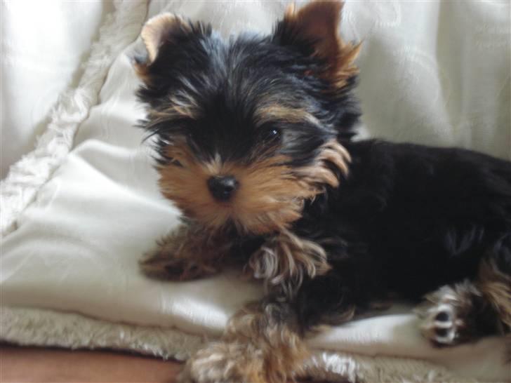Yorkshire terrier Lille My - Sofaen et af de fortrukne opholdsteder. billede 7