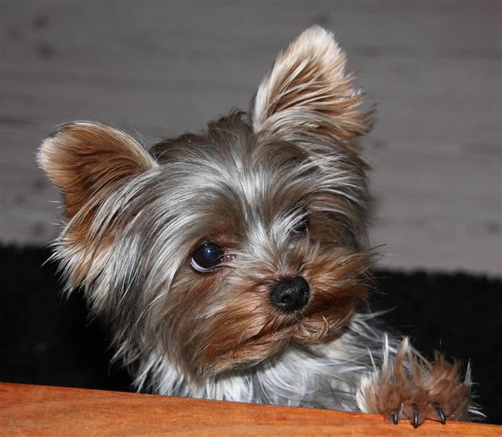 Yorkshire terrier Lille My - Sker der noget spændende her? billede 11