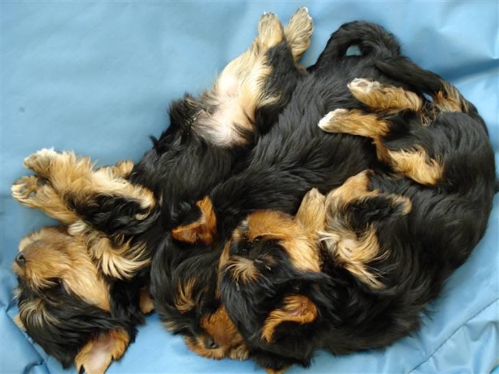 Yorkshire terrier Lille My - 6 uger gammel og meget træt. billede 2