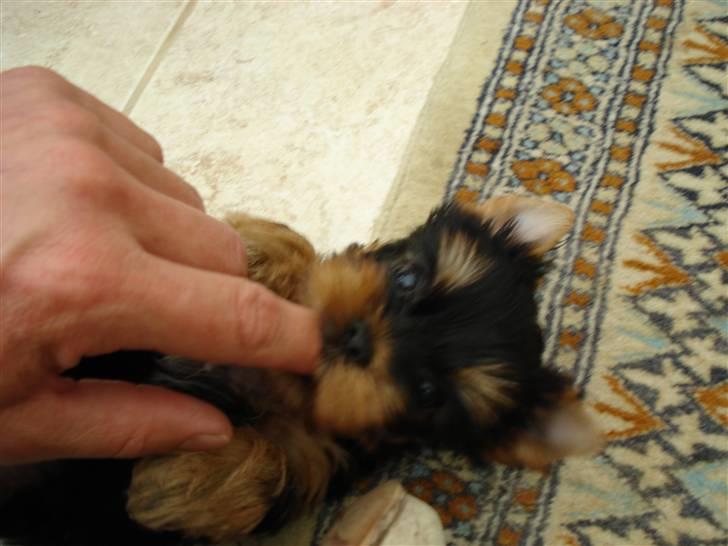 Yorkshire terrier Lille My - Pas på! eller der ryger en finger....... billede 3
