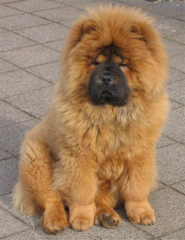 Chow chow Gonzo - Her er min mor  billede 6