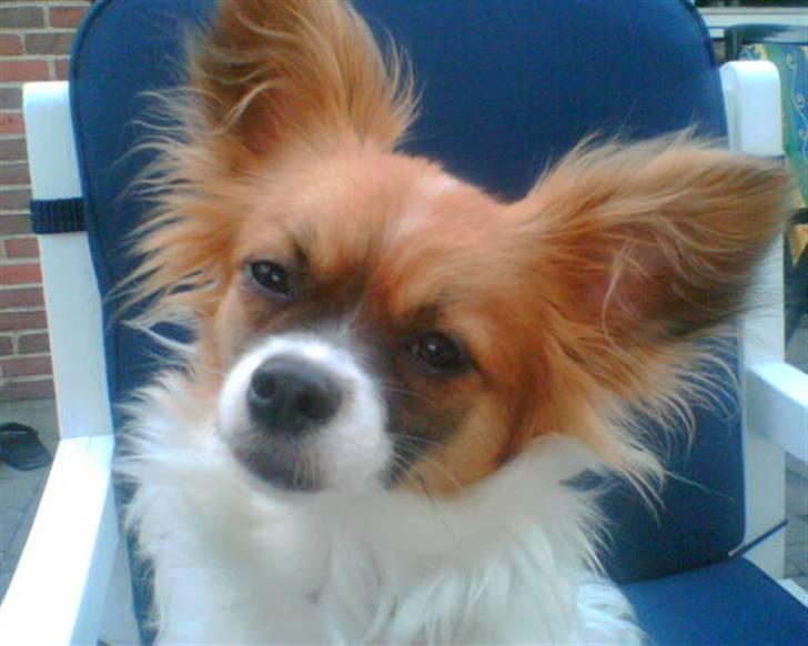 Blanding af racer Chikita billede 12