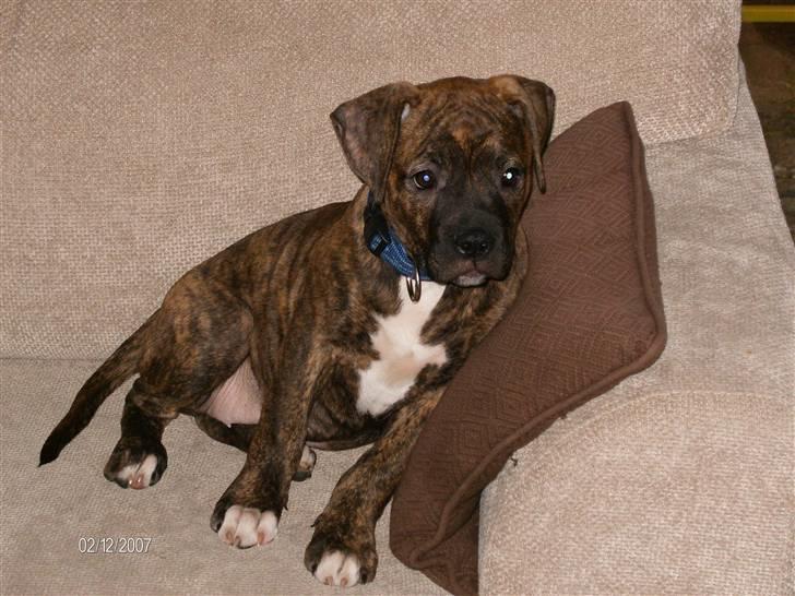 Amerikansk bulldog Topps Magic Mette - hej jeg har det bedst på sofaen syntes gulvet er for hårdt billede 1