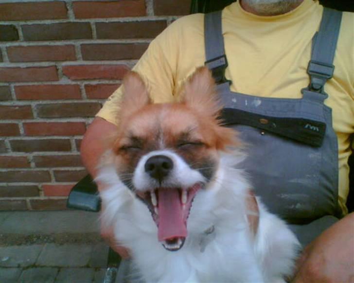 Blanding af racer Chikita billede 13