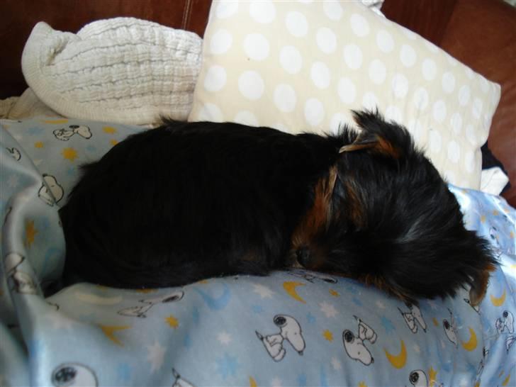 Yorkshire terrier Lille My - My faldt i søvn på Nannas natbukser. billede 8