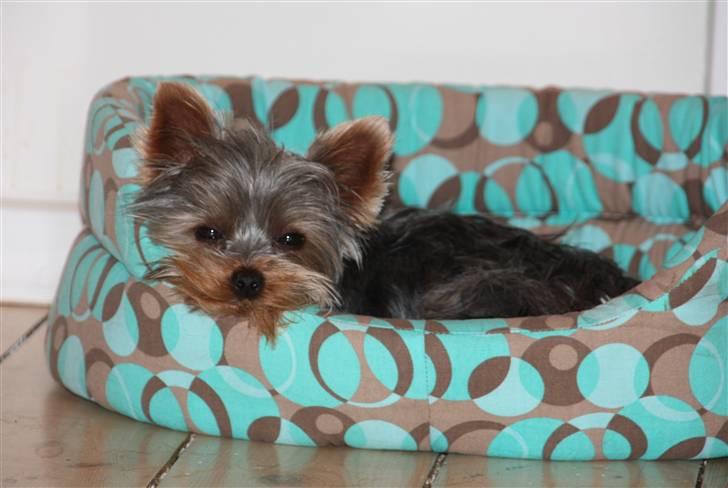 Yorkshire terrier Lille My - Store My (1 år) snupper en lur, efter en dag på stranden. billede 10