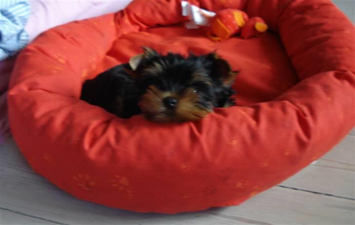 Yorkshire terrier Lille My - Lille bitte My (9 uger) tager sig en lur billede 9