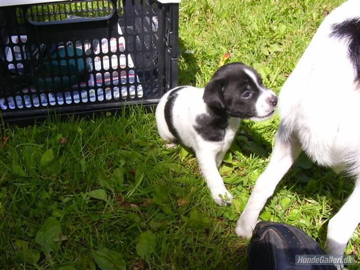 Dansk svensk gaardhund Aslan - Mors dreng, som helt lille :D billede 14