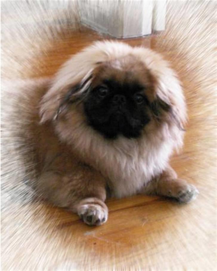 Pekingeser Christian - Christian, stor og fjollet knægt, der elsker at nusse. billede 1