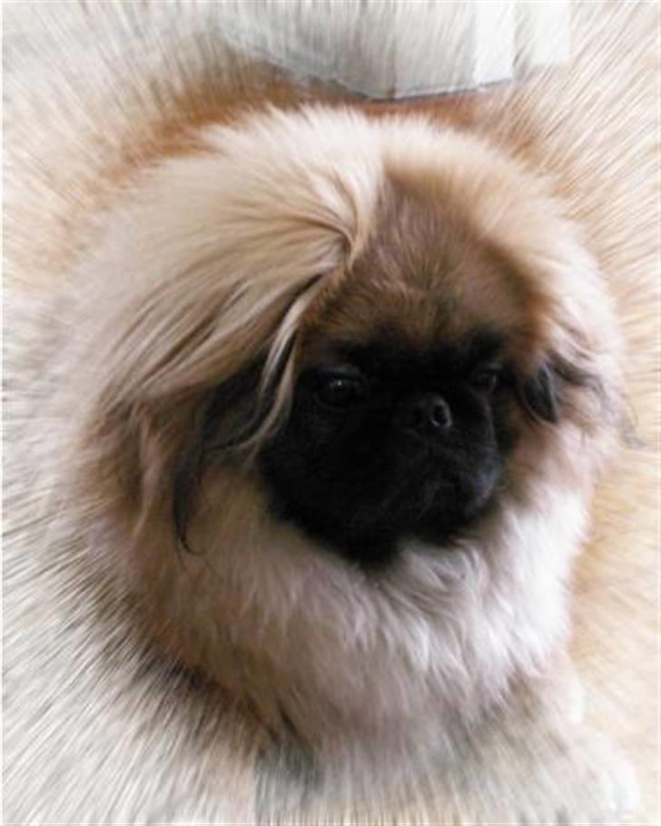 Pekingeser Christian - Jeg er da en flotter fyr ;-) billede 2