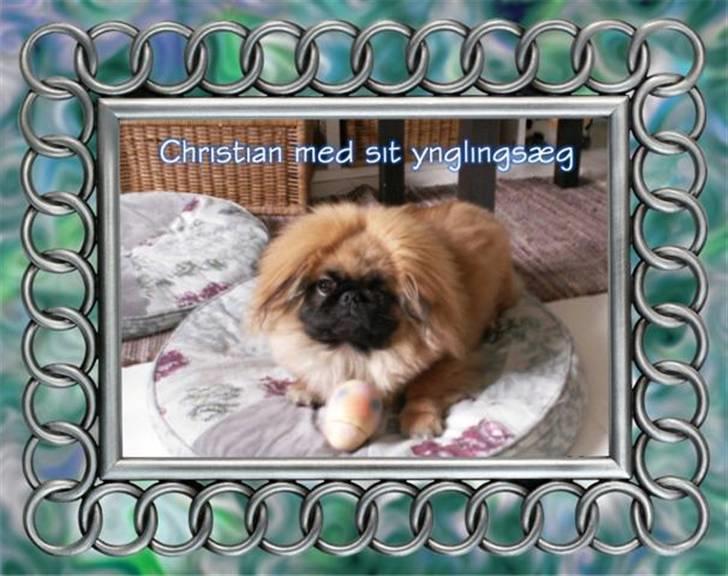 Pekingeser Christian billede 3