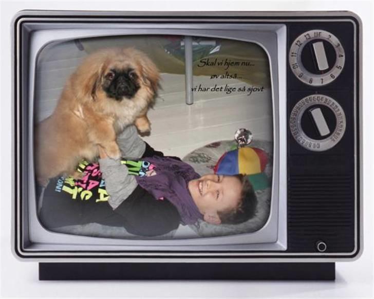 Pekingeser Christian billede 4