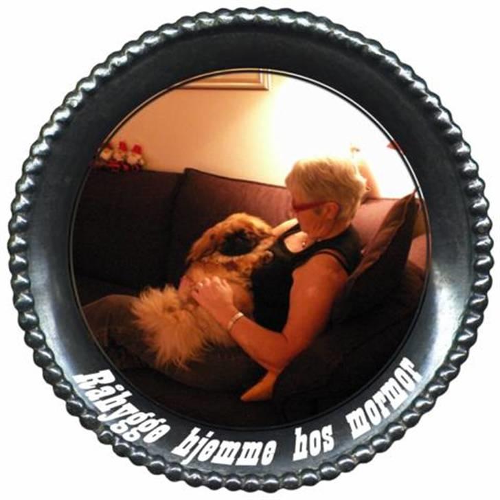 Pekingeser Christian billede 5