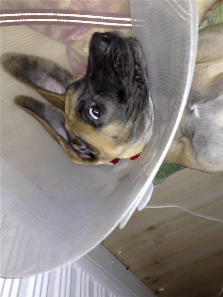 Grand danois Lulu billede 6