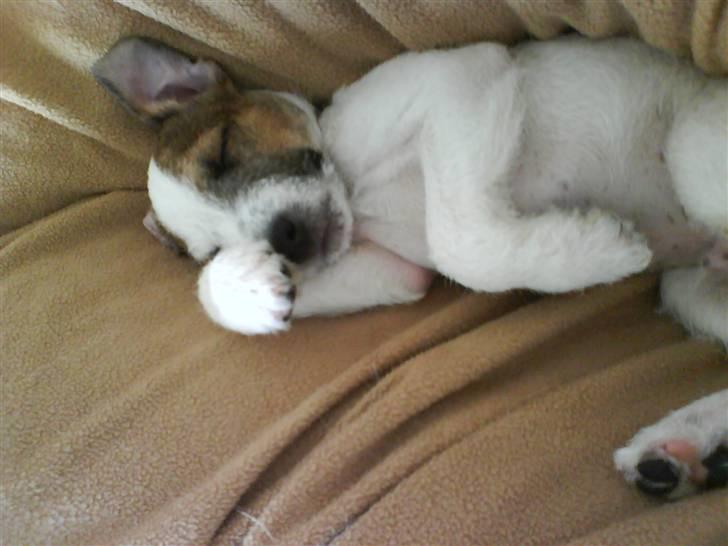 Parson russell terrier Almighty billede 1