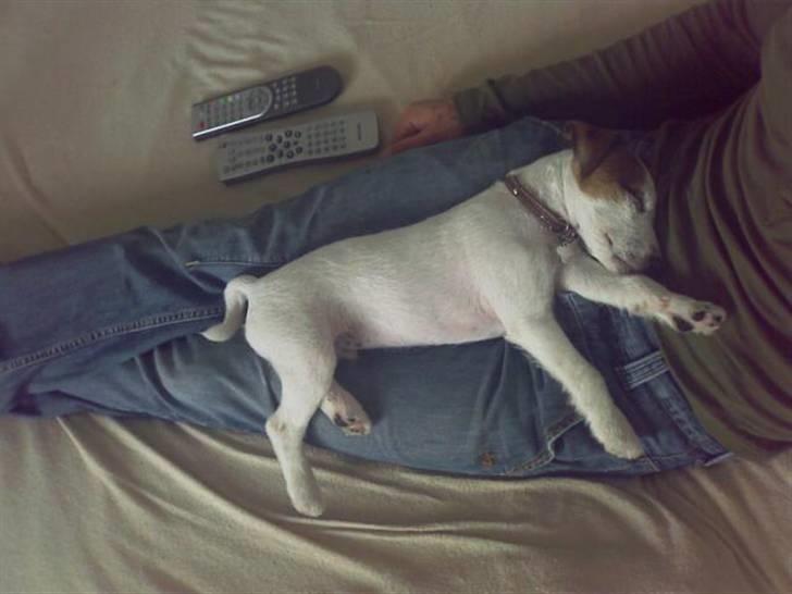 Parson russell terrier Almighty billede 2