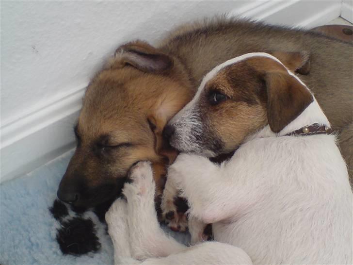 Parson russell terrier Almighty billede 3