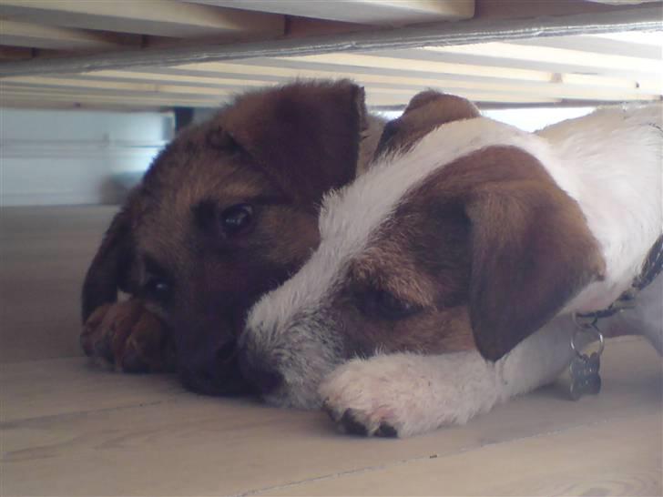 Parson russell terrier Almighty billede 4