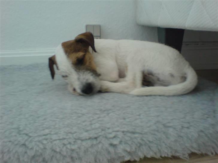 Parson russell terrier Almighty billede 5