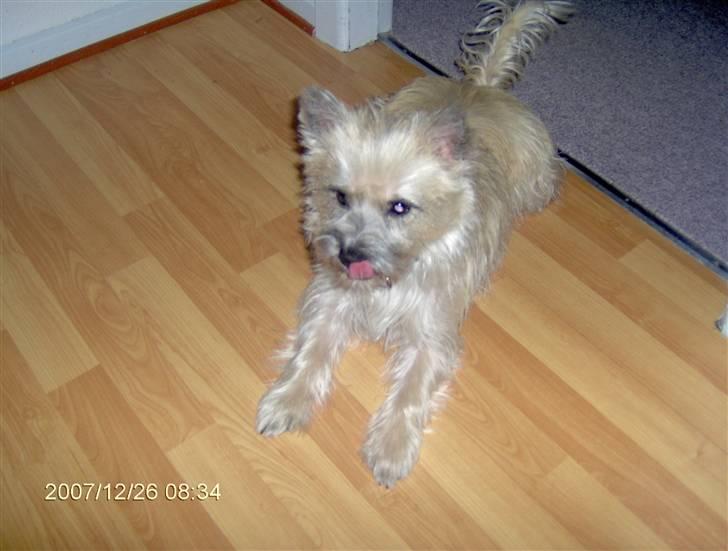 Cairn terrier mille - nu lægger jeg ned og slikker mig godt om munden  billede 1