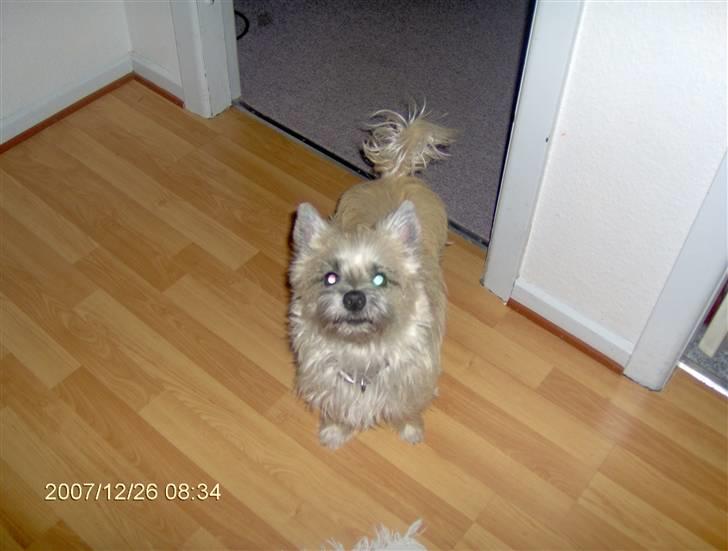 Cairn terrier mille - hej jeg hedder mille billede 2