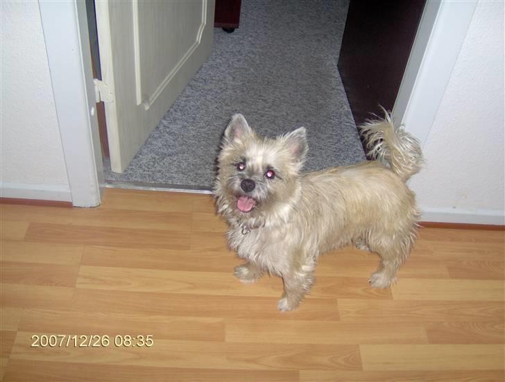 Cairn terrier mille - nu er jeg på vej ind på kontoret for af spille computer billede 3